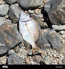 Image result for Stenotomus chrysops