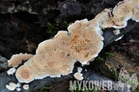 Attēlu rezultāti vaicājumam “Steccherinum bourdotii”