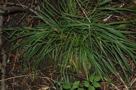 Attēlu rezultāti vaicājumam “Dactylis polygama”