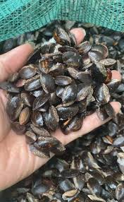 Attēlu rezultāti vaicājumam “Agrimonia pilosa bud”