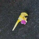 Attēlu rezultāti vaicājumam “Galeopsis speciosa leaf”