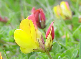 Attēlu rezultāti vaicājumam “Lotus corniculatus flower”