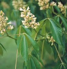 Attēlu rezultāti vaicājumam “Aesculus flava”