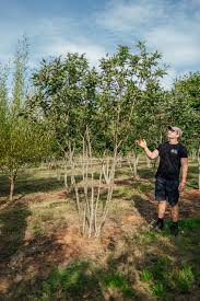 Attēlu rezultāti vaicājumam “Sorbus intermedia”