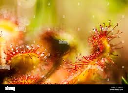 Attēlu rezultāti vaicājumam “Drosera rotundifolia leaf”