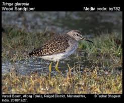 Attēlu rezultāti vaicājumam “Tringa glareola”