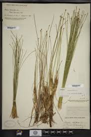 Attēlu rezultāti vaicājumam “Trichophorum cespitosum fruit”