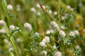 Attēlu rezultāti vaicājumam “Trifolium arvense fruit”