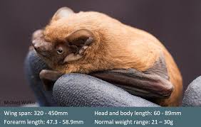 Attēlu rezultāti vaicājumam “Nyctalus noctula”