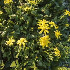 Attēlu rezultāti vaicājumam “Senecio vernalis leaf”