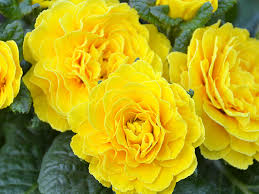 Attēlu rezultāti vaicājumam “Primula”