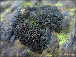 Attēlu rezultāti vaicājumam “Licea pygmaea”