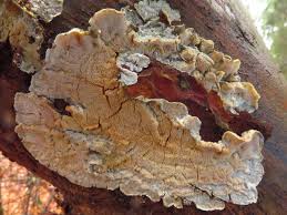 Attēlu rezultāti vaicājumam “Skeletocutis brevispora”