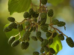 Attēlu rezultāti vaicājumam “Alnus glutinosa fruit”