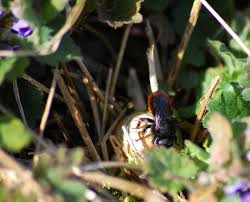 Attēlu rezultāti vaicājumam “Osmia bicolor”