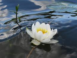 Attēlu rezultāti vaicājumam “Nymphaea candida”