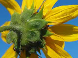 Attēlu rezultāti vaicājumam “Helianthus annuus flower”
