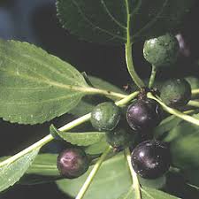 Attēlu rezultāti vaicājumam “Rhamnus cathartica leaf”