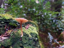 Attēlu rezultāti vaicājumam “Lichenomphalia umbellifera”