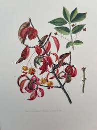 Attēlu rezultāti vaicājumam “Euonymus verrucosus leaf”