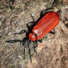 Attēlu rezultāti vaicājumam “Pyrochroa coccinea”