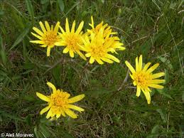 Attēlu rezultāti vaicājumam “Scorzonera humilis bud”