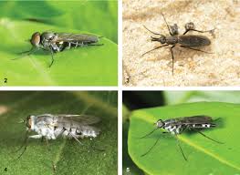 Attēlu rezultāti vaicājumam “Therevidae larva”