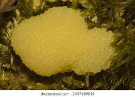 Attēlu rezultāti vaicājumam “Stemonitis foliicola plasmodium”