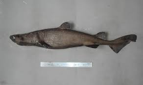 Image result for Dalatias licha