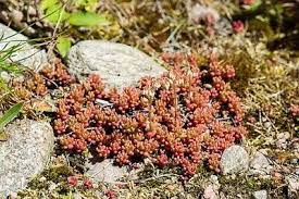 Image result for Sedum album `Coral Carpet`