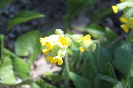 Attēlu rezultāti vaicājumam “Primula veris var. rubra”