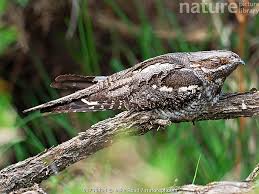 Attēlu rezultāti vaicājumam “Caprimulgus europaeus”