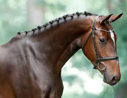 Afbeeldingsresultaat voor paarden