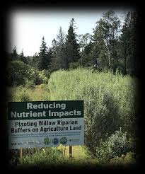 Attēlu rezultāti vaicājumam “Populus x petrowskyana”