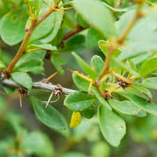 Attēlu rezultāti vaicājumam “Berberis thunbergii”