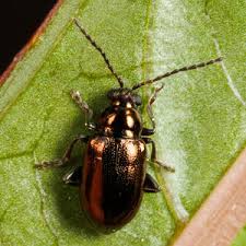 Attēlu rezultāti vaicājumam “Altica sp.”