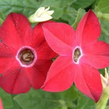Image result for Nicotiana x sanderae `Perfume`F1