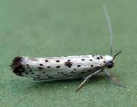 Attēlu rezultāti vaicājumam “Yponomeuta plumbella”