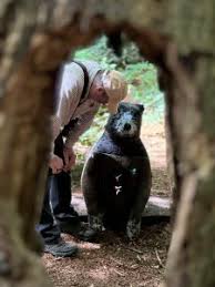 Image result for Cloth Of Gold Field Archery Club