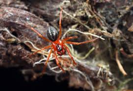 Attēlu rezultāti vaicājumam “Linyphiidae”