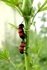 Attēlu rezultāti vaicājumam “Meloe sp. larva”