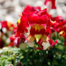 Image result for Antirrhinum majus