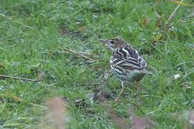 Image result for Anthus gustavi