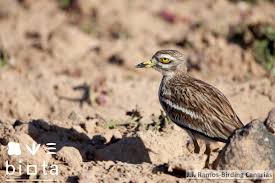 Image result for Burhinus oedicnemus