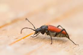 Attēlu rezultāti vaicājumam “Anastrangalia sanguinolenta female”