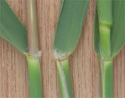 Attēlu rezultāti vaicājumam “Phragmites communis leaf”