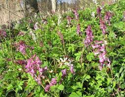 Attēlu rezultāti vaicājumam “Corydalis cava flower”