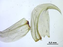 Attēlu rezultāti vaicājumam “Hamatocaulis vernicosus”