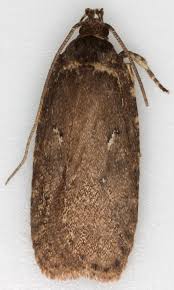 Attēlu rezultāti vaicājumam “Agonopterix ciliella”