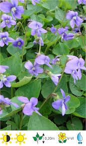 Attēlu rezultāti vaicājumam “Viola mirabilis”